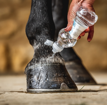 Carr & Day & Martin Cornucrescine Daily Hoof Barrier