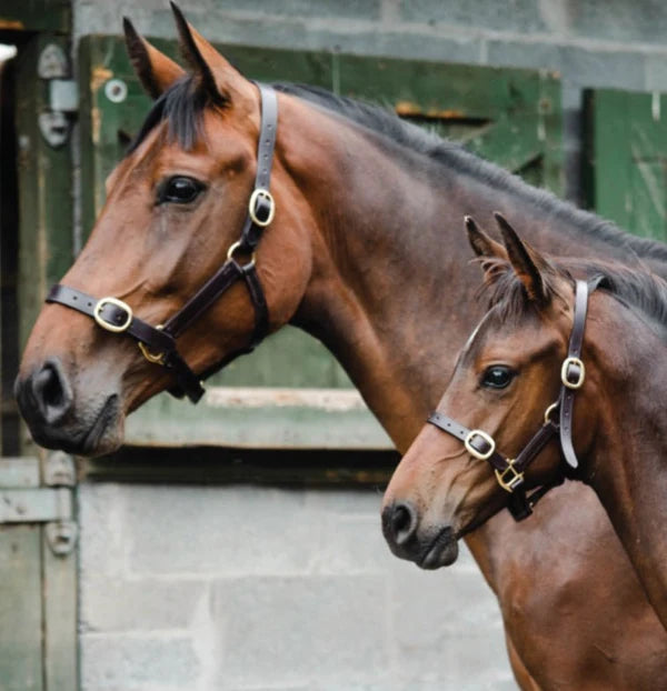 Equisential Leather Headcollar