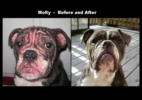 Hapley's Origional M-T-G Plus