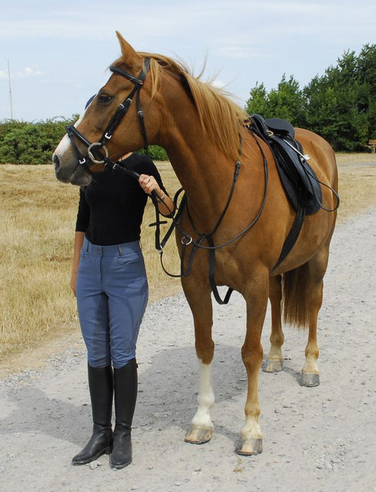 Shetland Running Martingale