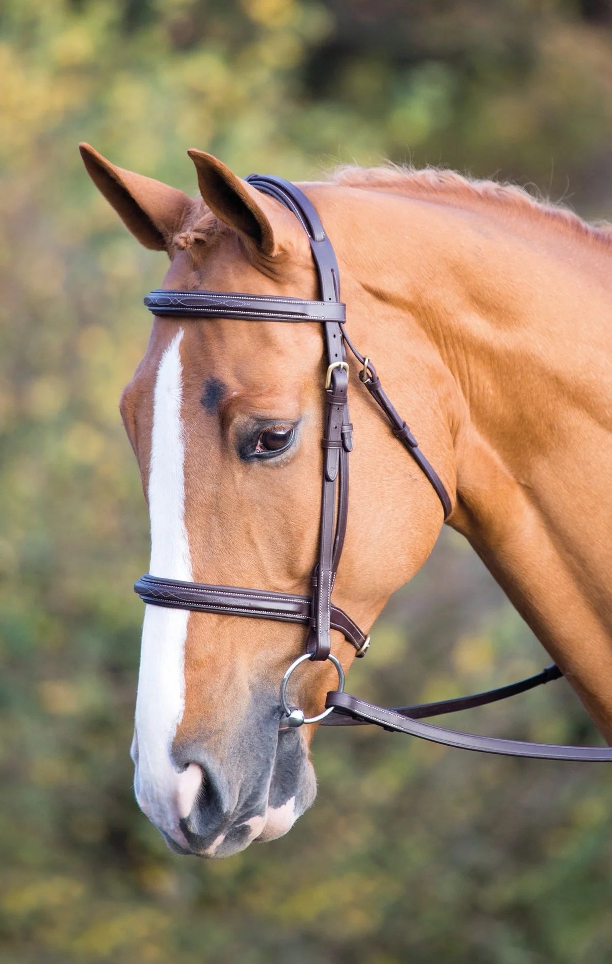 Salisbury Fairford Bridle