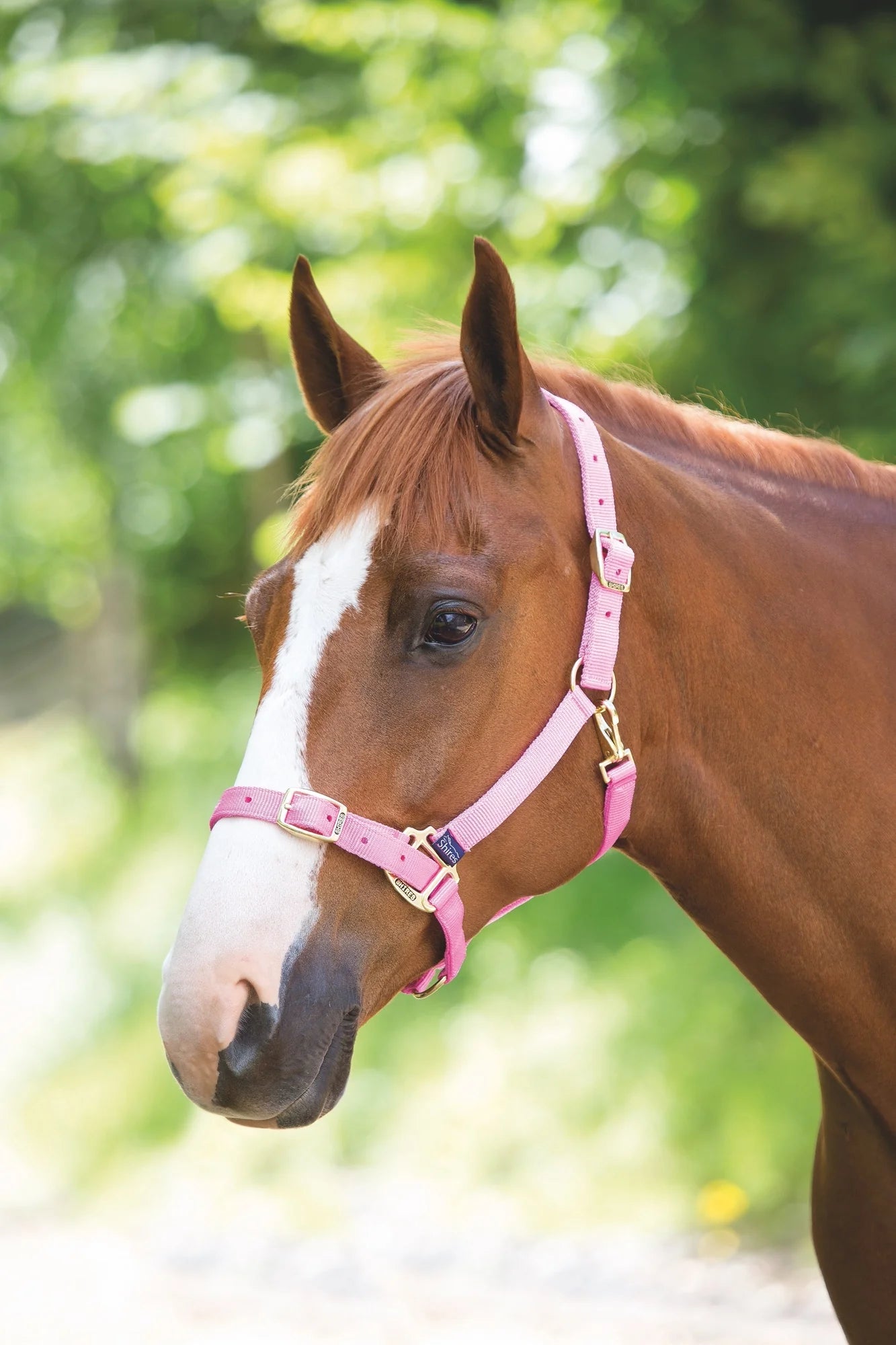 Shires Adjustable Nylon Headcollar