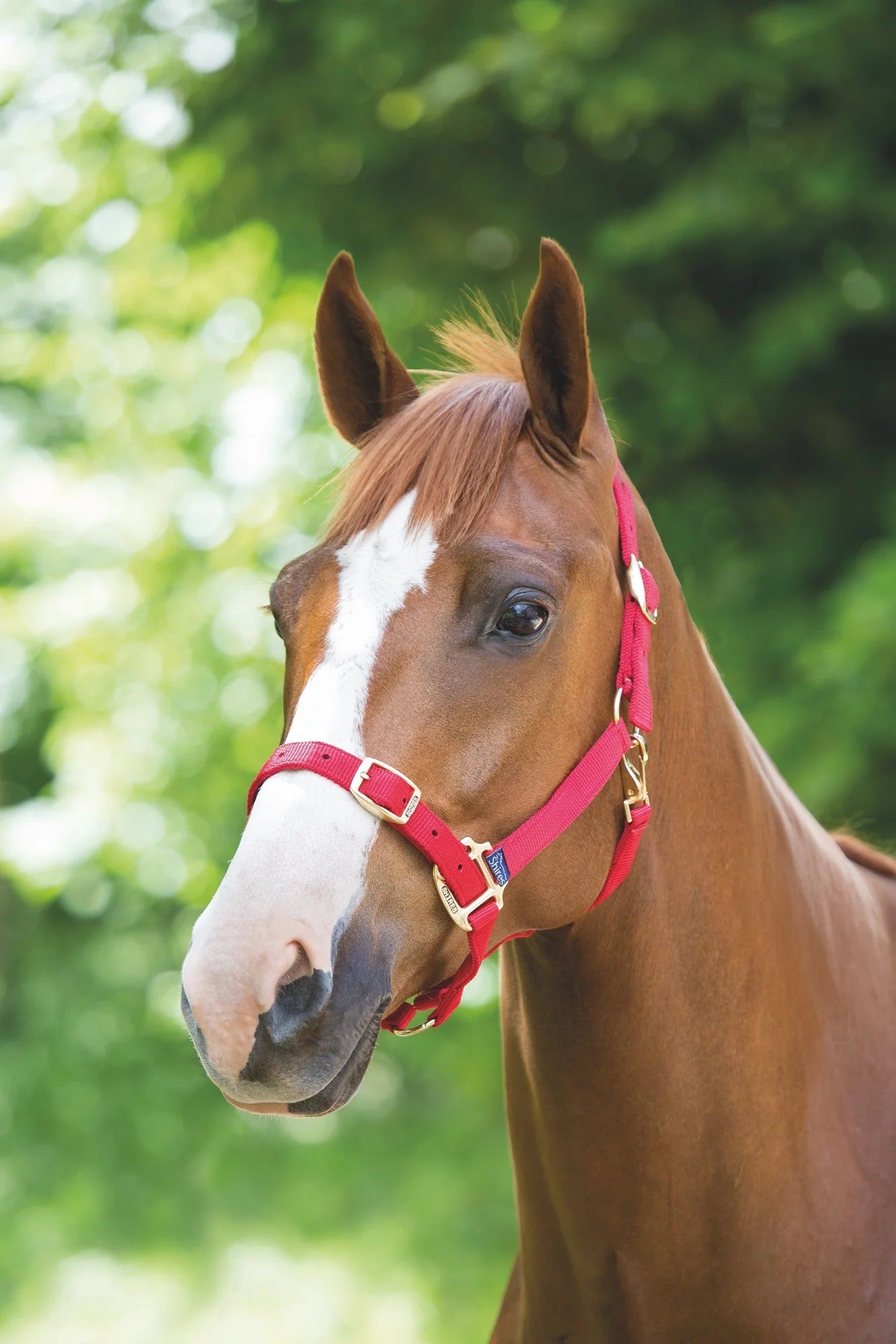 Shires Adjustable Nylon Headcollar