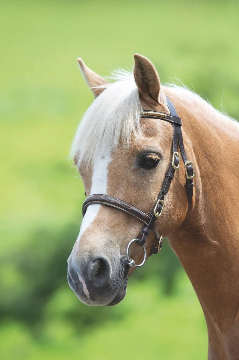 Velociti GARA Clincher Inhand Bridle