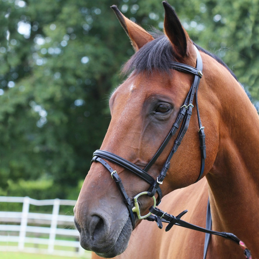 Leather Padded Bridle