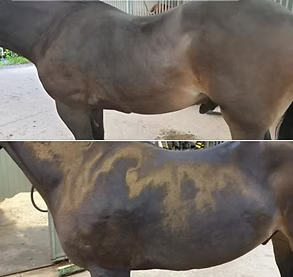 Shapley's NO.1 Light Oil