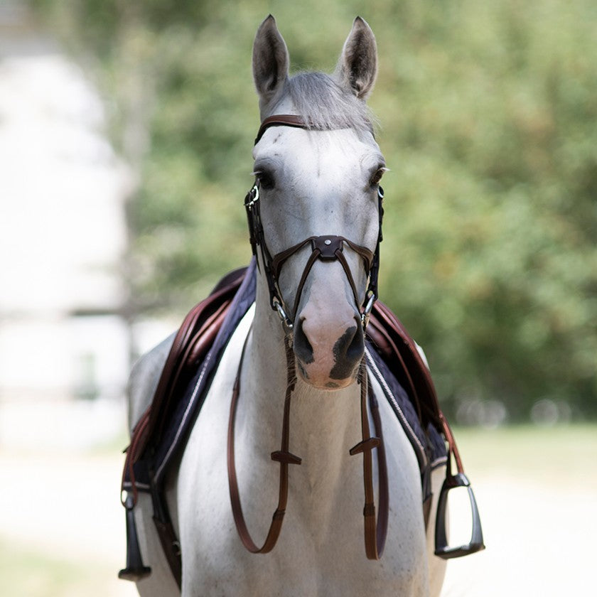 Antares Origin anatomic figure 8 noseband bridle