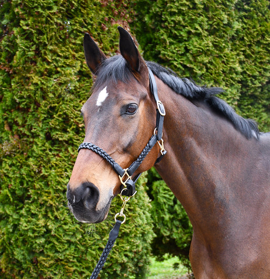 Plaited Leather Headcollar With Matching Leather Lead