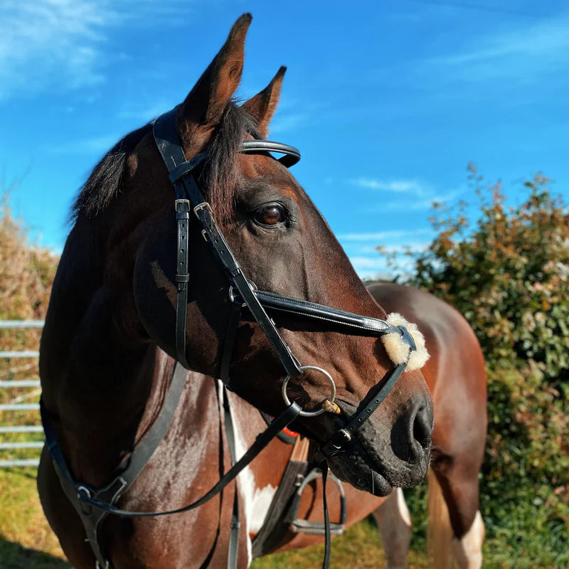 Cameo Anatomic Grackle Bridle