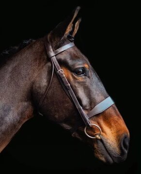 Cameo Core Collection Hunt Bridle (With Plaited & Plain Browband)