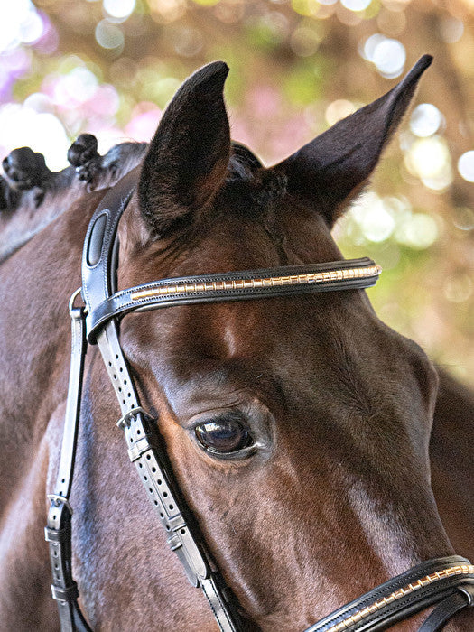 Equiline Browband With Gold Clincher