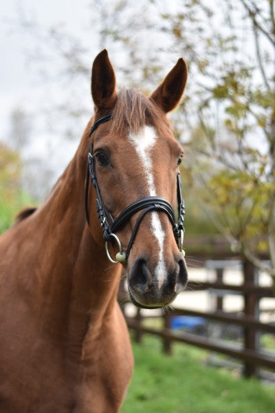 Equisential Bridle & Reins