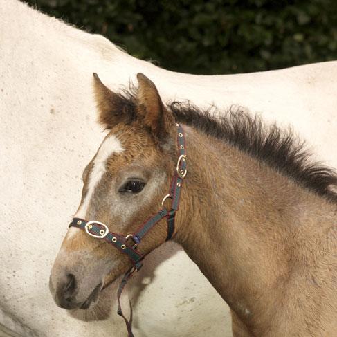 Equisential Suckling Head Collar