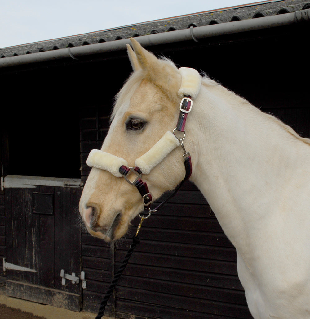 Fur Trimmed And Lined Nylon Headcollar