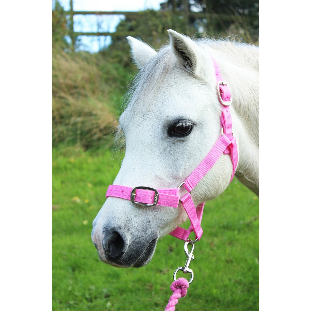 Gallop Headcollar and Leadrope Set