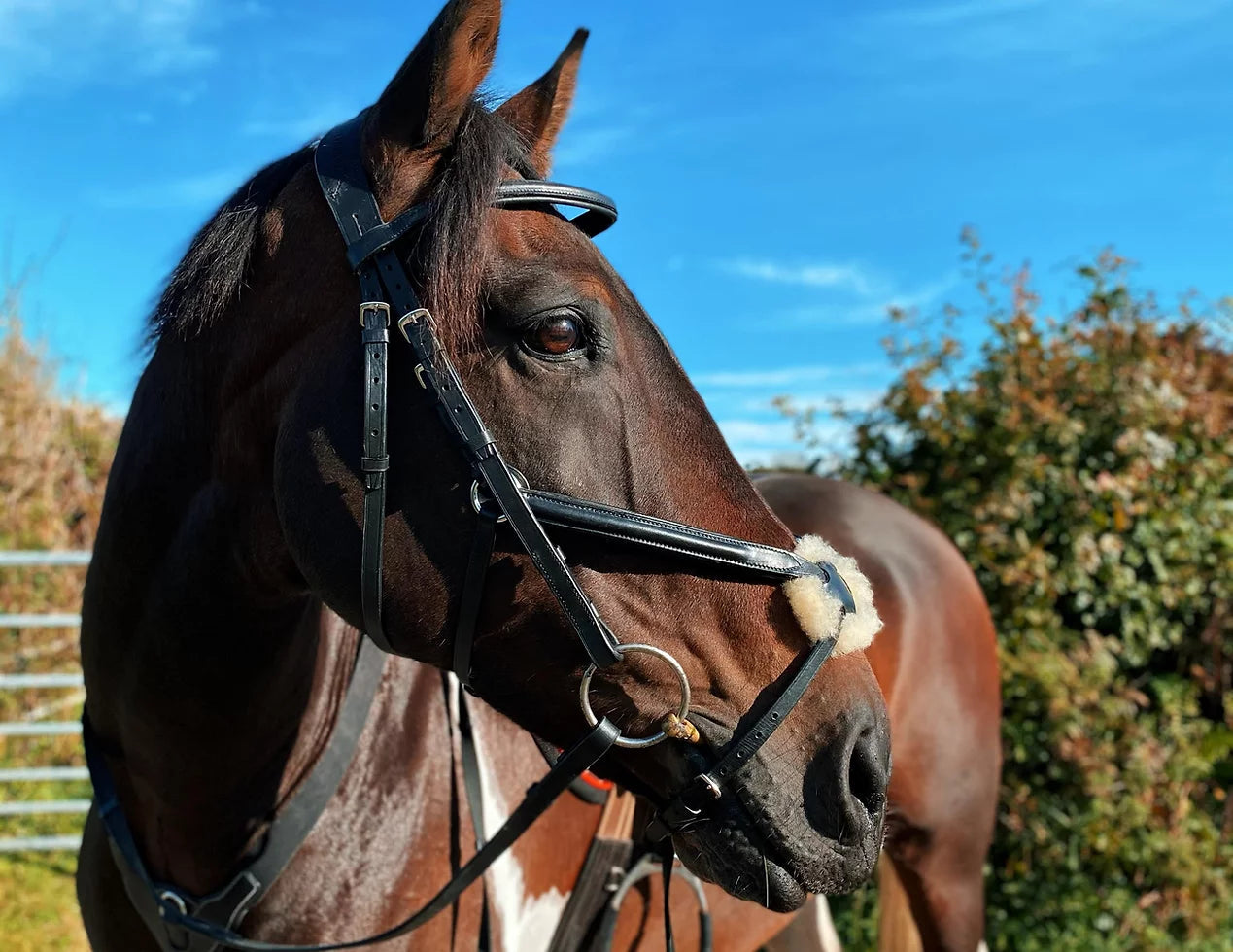 Grackle Bridle