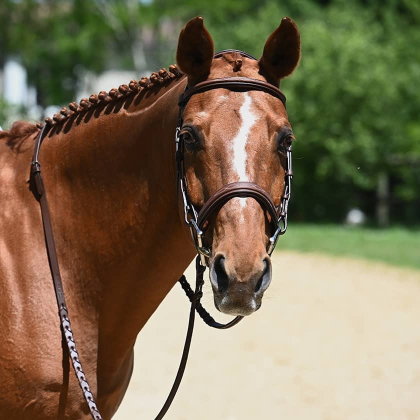 Antares Hunter Origin anatomic bridle