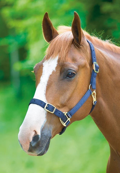 Navy Headcollar