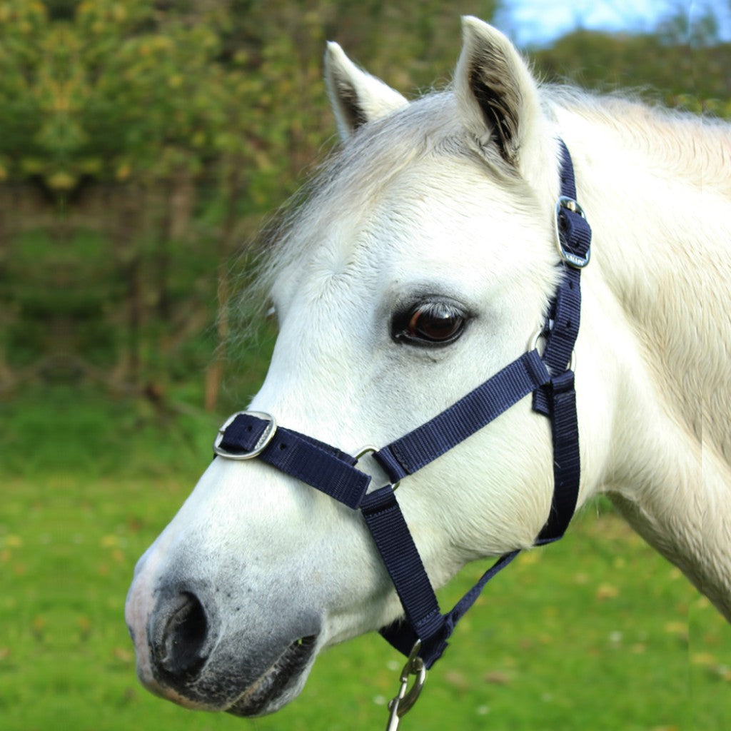 Nylon Headcollar & Lead rope set