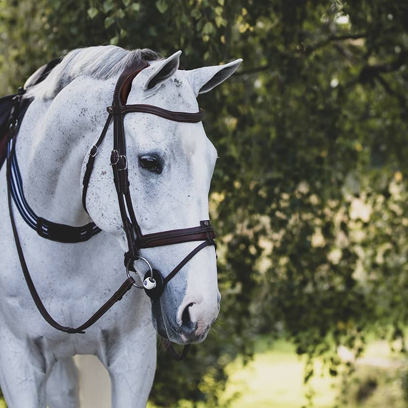 Antares Precision anatomic comfort bridle