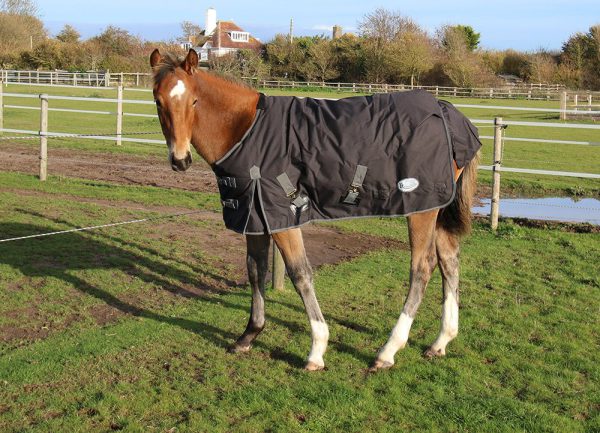 Rhinegold Foal Konig Medium Weight Outdoor Rug