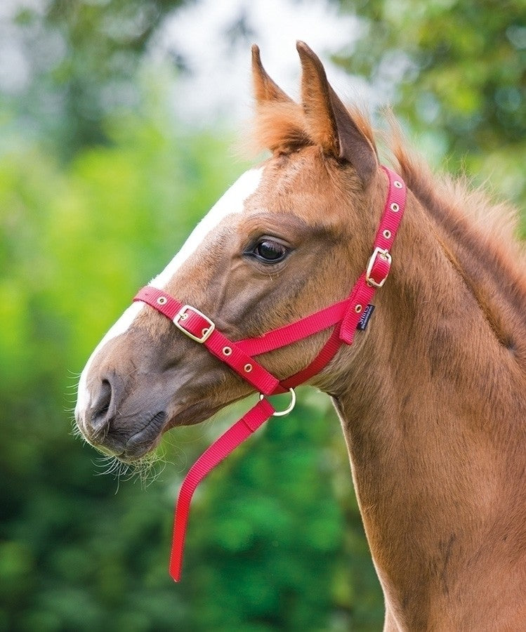 Shires Foal Slip