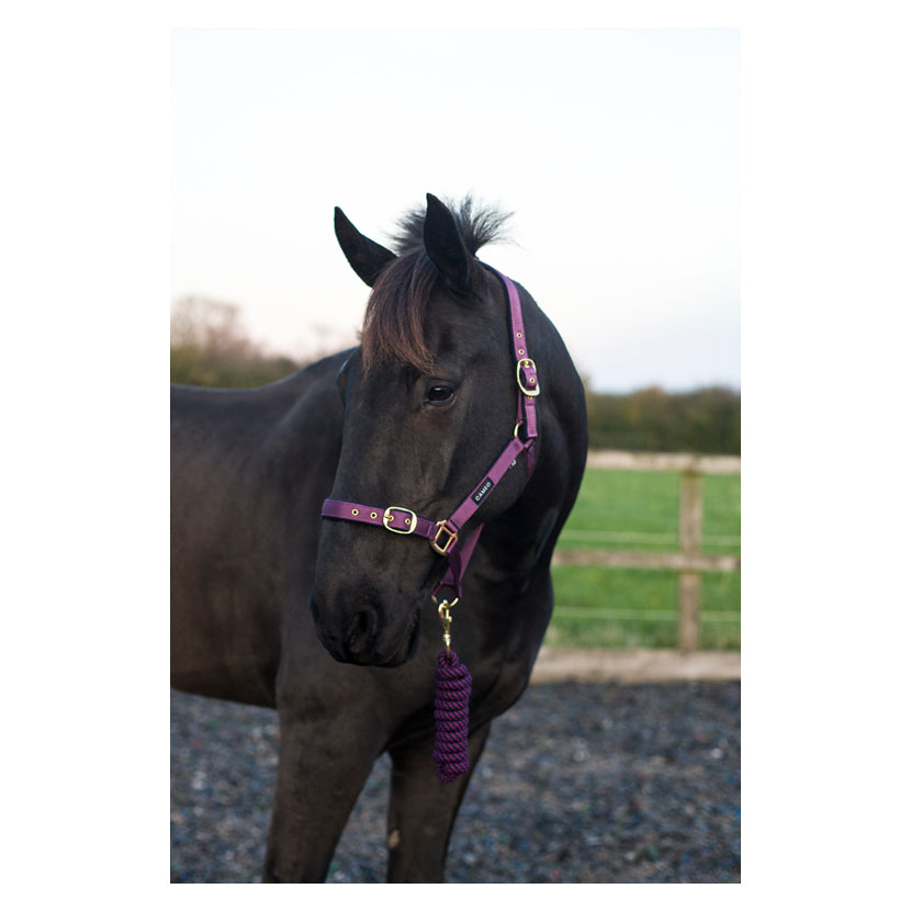 Supreme Headcollar with Matching Rope