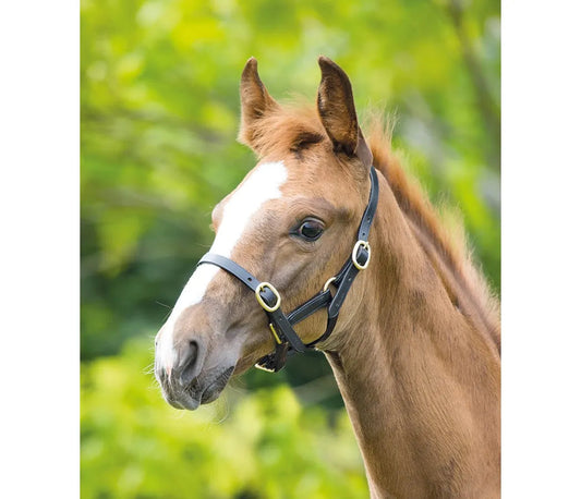 Velociti GARA Adjustable Leather Headcollar