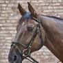 Waldhausen Star Combined Noseband