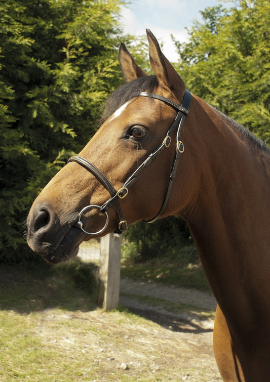 Windsor Equestrian Leather In-Hand Bridle