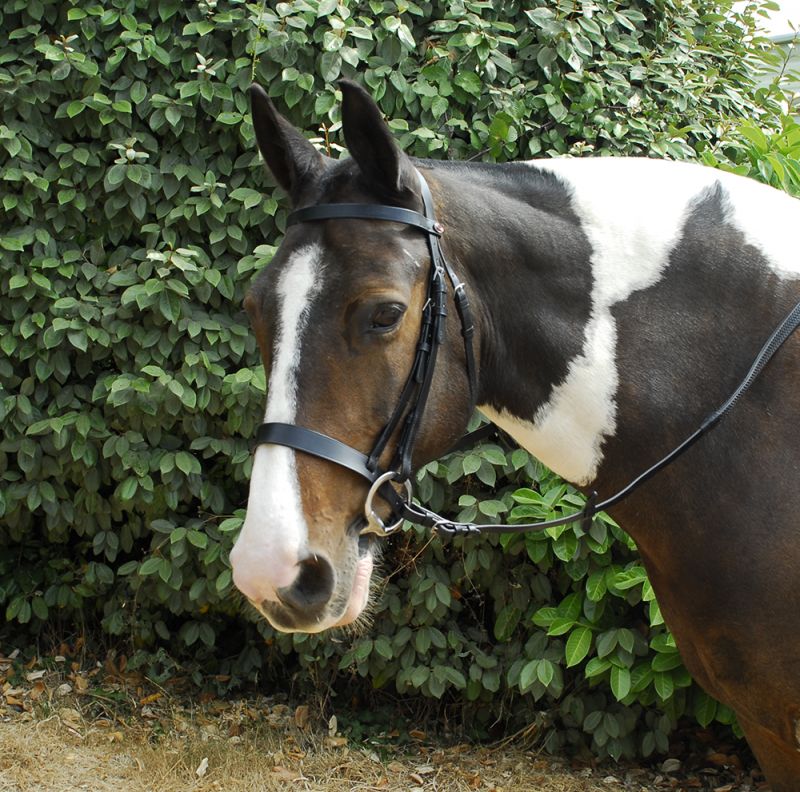 Windsor Plain Hunter Bridle