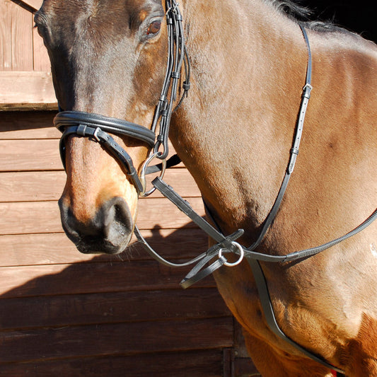 Windsor Running Martingale